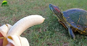 Can Turtles Eat Bananas?