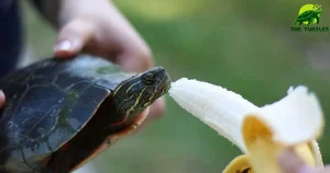 Can Turtles Eat Bananas?