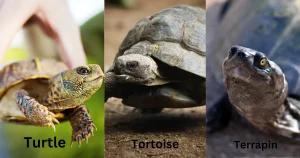 Difference Between Turtle and Terrapin and Tortoise