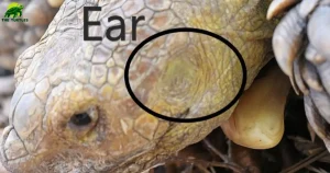 Do Turtles Have Ears?