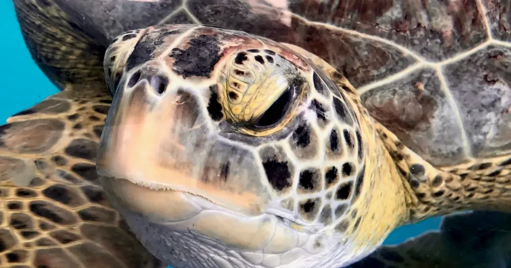 Do Turtles Have Noses?