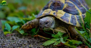 Can a Turtle Live Without a Shell?