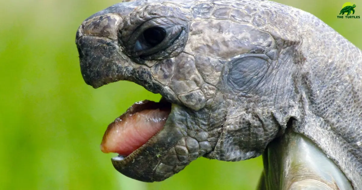 Do Turtles Have A Tongue