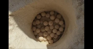 Green Sea Turtle Eggs