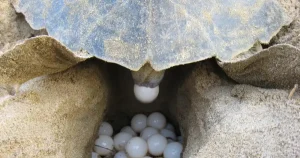 How Big Are Turtle Egg?