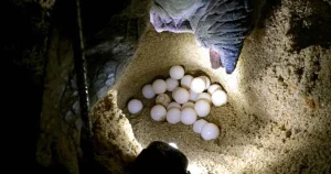 How Big Are Turtle Egg?