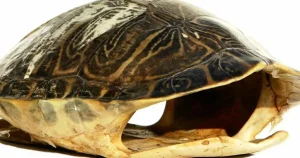 How Do Turtles Hide in Their Shell?