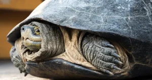 How Do Turtles Hide in Their Shell?