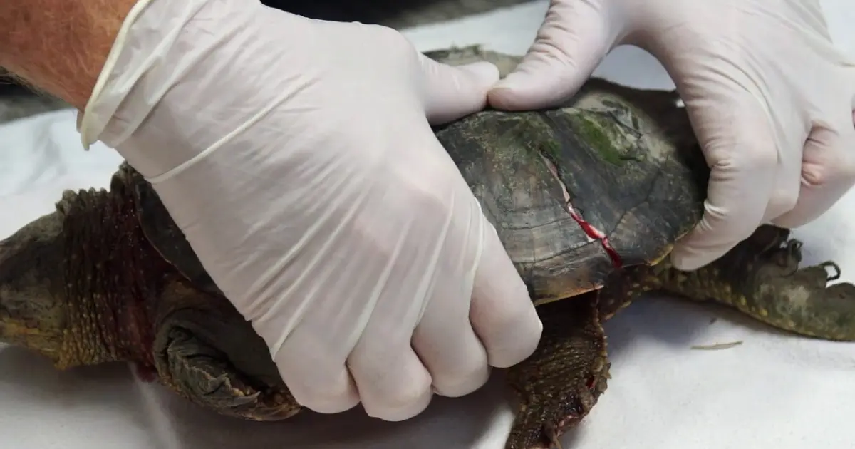 How to Fix a Cracked Turtle Shell