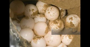 Leatherback Turtle Eggs