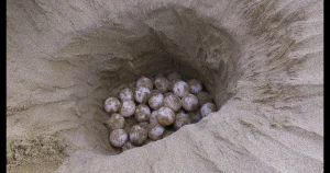 Loggerhead Turtle Eggs