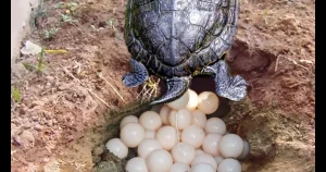 Painted Turtle Eggs