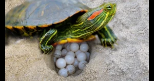 Red-eared Slider Eggs