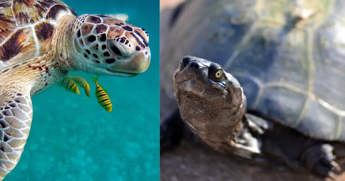 Difference Between Turtle and Terrapin