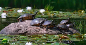 Difference Between Turtle and Terrapin and Tortoise