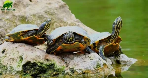 Difference Between Turtle and Terrapin