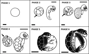 Turtle Egg Development Process