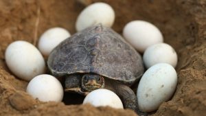 How Many Eggs Can A Turtle Lay?