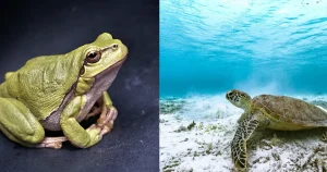 Can Frogs And Turtles Live Together