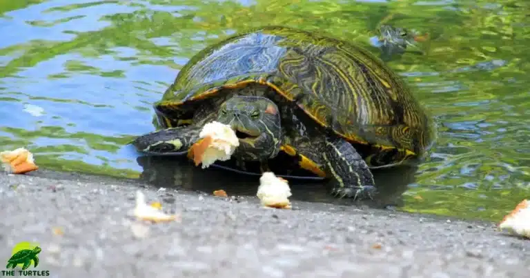 Turtle Eat Bread