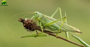 Can Turtles Eat Grasshoppers?