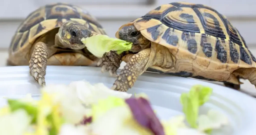 Can Turtles Eat Human Food?