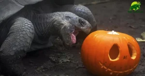 Can Turtles Eat Pumpkin?