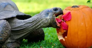 Can Turtles Eat Pumpkin?