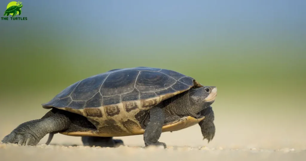 How Long Can a Turtle Live Without Food