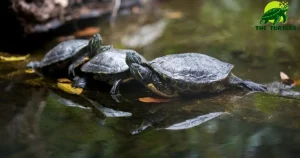 What Do Pond Turtles Eat?