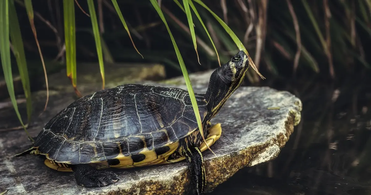 What Do Pond Turtles Eat?