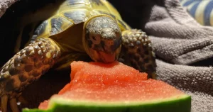 What Do Russian Turtles Eat?