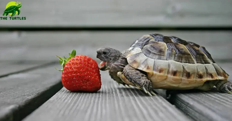 can turtles eat strawberries?