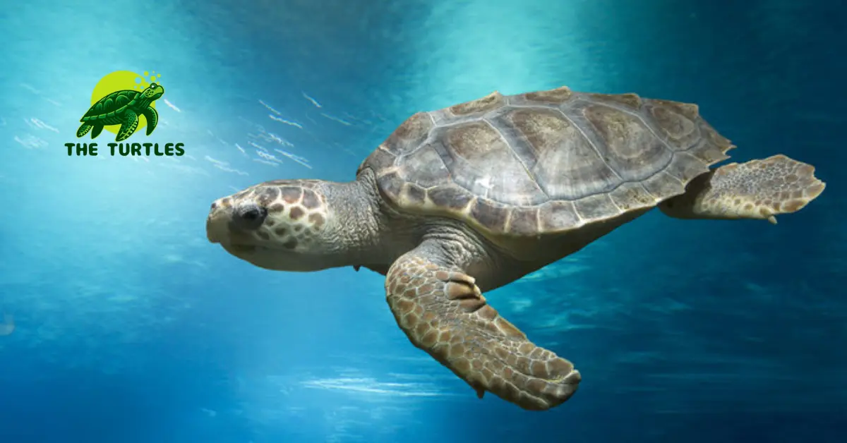Can Turtles Eat Shrimp